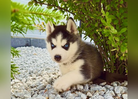 Schwarz-weißer Siberian Husky Welpe mit blauen Augen und FCI-Ahnentafel