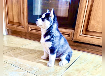 Schwarz-weißer Siberian Husky, blauäugiger Welpe mit FCI-Stammbaum