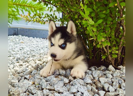 Schwarz-weißer Siberian Husky Welpe mit blauen Augen und FCI-Ahnentafel