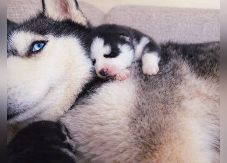 Schwarz-weißer Siberian Husky, blauäugiger Welpe mit FCI-Stammbaum