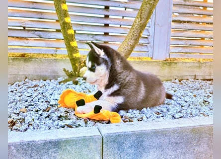 FCI Pedigree Blue Eyed Black & White Siberian Husky Champion Puppy