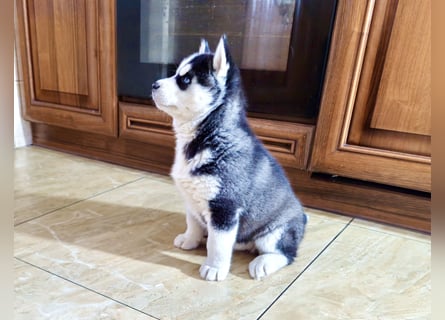 FCI Pedigree Blue Eyed Black & White Siberian Husky Champion Puppy