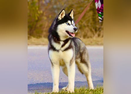 FCI Pedigree Blue Eyed Black & White Siberian Husky Champion Puppy