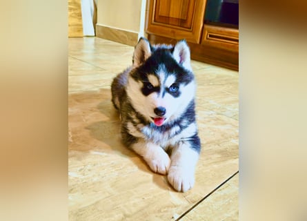 FCI Pedigree Blue Eyed Black & White Siberian Husky Champion Puppy