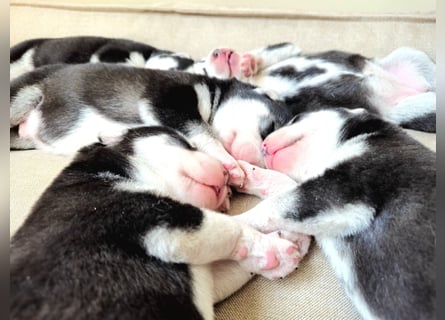 Schwarz-weißer Siberian Husky Welpe mit blauen Augen und FCI-Ahnentafel