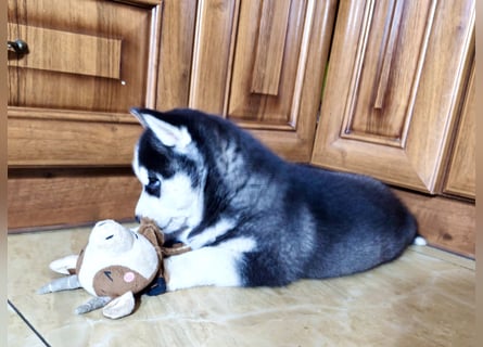 FCI Pedigree Blue Eyed Black & White Siberian Husky Champion Puppy
