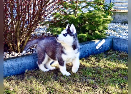 FCI Pedigree Blue Eyed Black & White Siberian Husky Champion Puppy