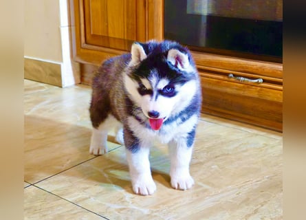 FCI Pedigree Blue Eyed Black & White Siberian Husky Champion Puppy