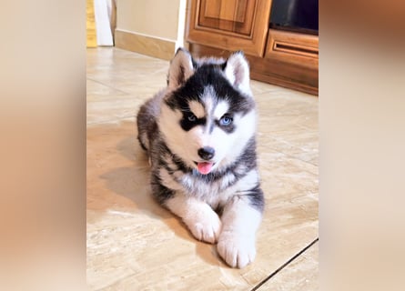 Schwarz-weißer Siberian Husky Welpe mit blauen Augen und FCI-Ahnentafel