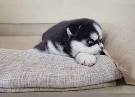 FCI Pedigree Blue Eyed Black & White Siberian Husky Champion Puppy