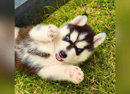 Schwarz-weißer Siberian Husky Welpe mit blauen Augen und FCI-Ahnentafel