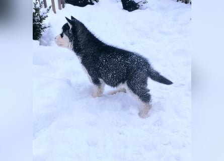 FCI Pedigree Blue Eyed Black & White Siberian Husky Champion Puppy