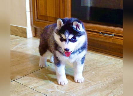 Schwarz-weißer Siberian Husky, blauäugiger Welpe mit FCI-Stammbaum