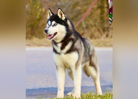 FCI Pedigree Blue Eyed Black & White Siberian Husky Champion Puppy