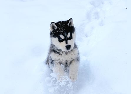 FCI Pedigree Blue Eyed Black & White Siberian Husky Champion Puppy