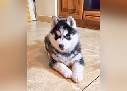 Schwarz-weißer Siberian Husky Welpe mit blauen Augen und FCI-Ahnentafel