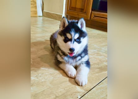 Schwarz-weißer Siberian Husky, blauäugiger Welpe mit FCI-Stammbaum