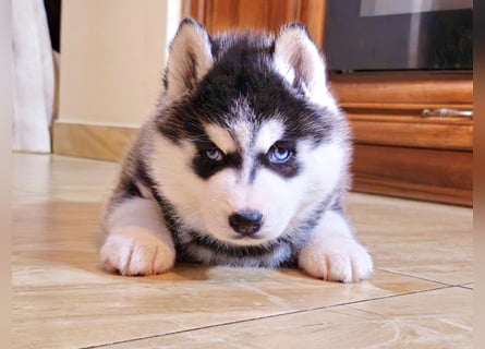 Schwarz-weißer Siberian Husky Welpe mit blauen Augen und FCI-Ahnentafel