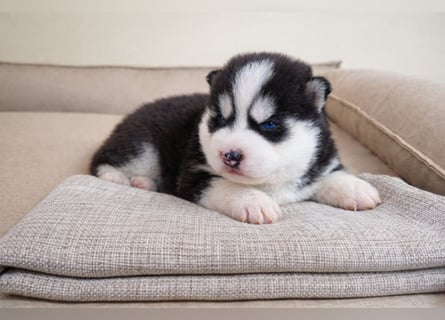 FCI Pedigree Blue Eyed Black & White Siberian Husky Champion Puppy