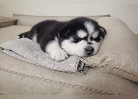 FCI Pedigree Blue Eyed Black & White Siberian Husky Champion Puppy