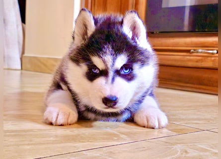 Schwarz-weißer Siberian Husky, blauäugiger Welpe mit FCI-Stammbaum