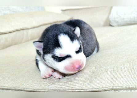 FCI Pedigree Blue Eyed Black & White Siberian Husky Champion Puppy