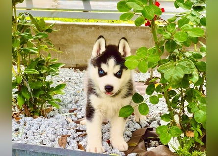 Schwarz-weißer Siberian Husky Welpe mit blauen Augen und FCI-Ahnentafel