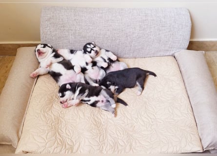 FCI Pedigree Blue Eyed Black & White Siberian Husky Champion Puppy