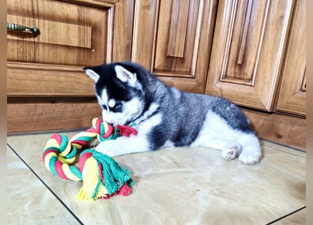 FCI Pedigree Blue Eyed Black & White Siberian Husky Champion Puppy