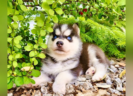 Schwarz-weißer Siberian Husky, blauäugiger Welpe mit FCI-Stammbaum