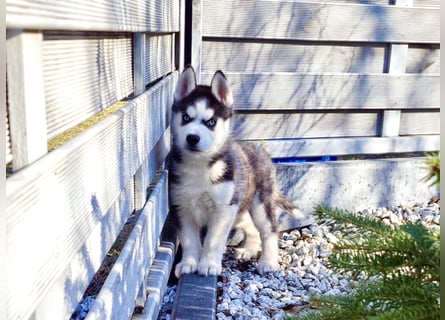 FCI Pedigree Blue Eyed Black & White Siberian Husky Champion Puppy