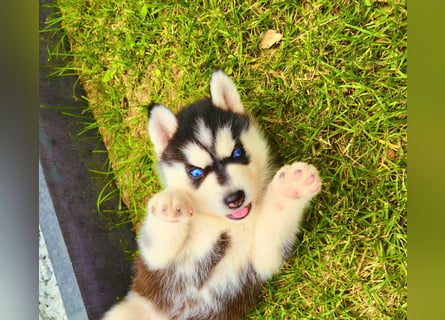 Schwarz-weißer Siberian Husky, blauäugiger Welpe mit FCI-Stammbaum