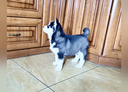 FCI Pedigree Blue Eyed Black & White Siberian Husky Champion Puppy