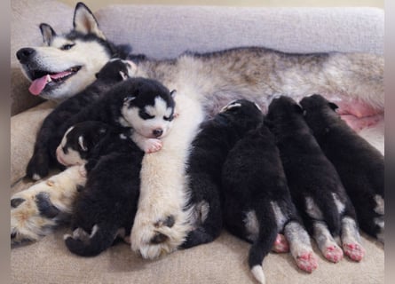 Schwarz-weißer Siberian Husky, blauäugiger Welpe mit FCI-Stammbaum