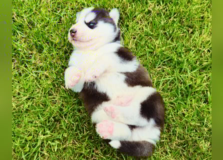 Schwarz-weißer Siberian Husky, blauäugiger Welpe mit FCI-Stammbaum