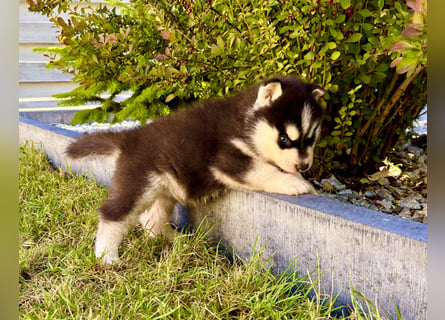Schwarz-weißer Siberian Husky, blauäugiger Welpe mit FCI-Stammbaum