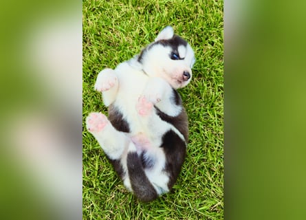 Schwarz-weißer Siberian Husky, blauäugiger Welpe mit FCI-Stammbaum