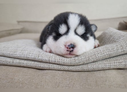 FCI Pedigree Blue Eyed Black & White Siberian Husky Champion Puppy