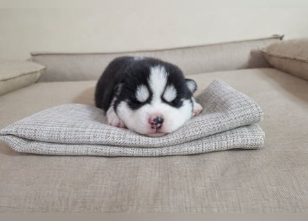 FCI Pedigree Blue Eyed Black & White Siberian Husky Champion Puppy