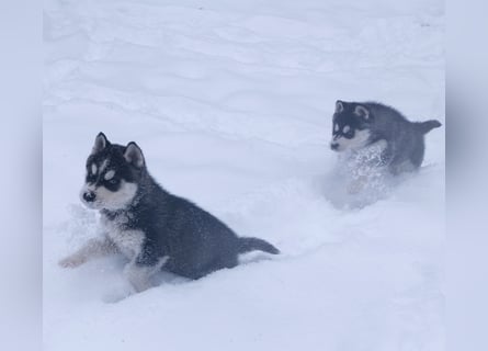 FCI Pedigree Blue Eyed Black & White Siberian Husky Champion Puppy