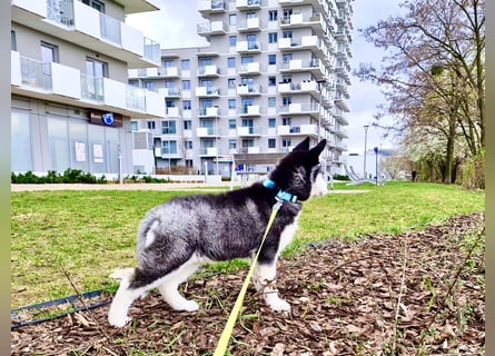 Schwarz-weißer Siberian Husky, blauäugiger Welpe mit FCI-Stammbaum