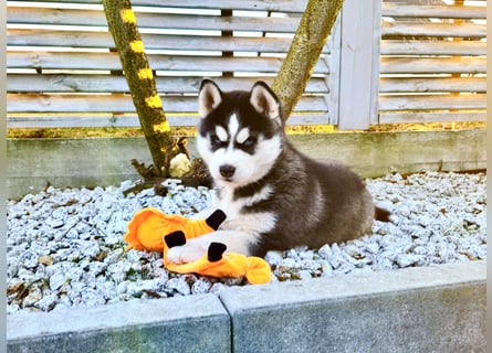 FCI Pedigree Blue Eyed Black & White Siberian Husky Champion Puppy