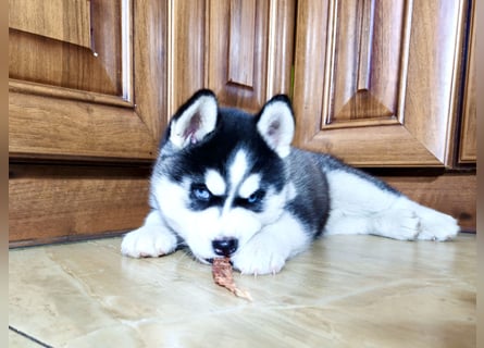 FCI Pedigree Blue Eyed Black & White Siberian Husky Champion Puppy