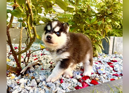 Schwarz-weißer Siberian Husky, blauäugiger Welpe mit FCI-Stammbaum