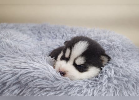 FCI Pedigree Blue Eyed Black & White Siberian Husky Champion Puppy
