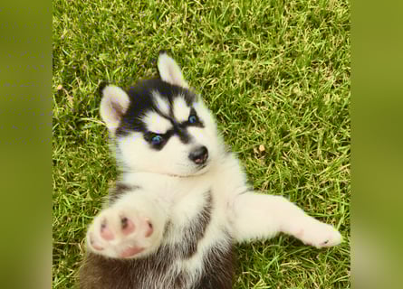 Schwarz-weißer Siberian Husky, blauäugiger Welpe mit FCI-Stammbaum