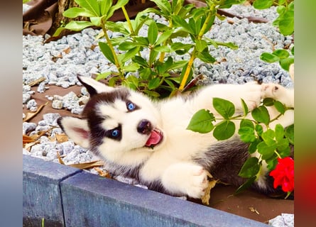 Schwarz-weißer Siberian Husky Welpe mit blauen Augen und FCI-Ahnentafel