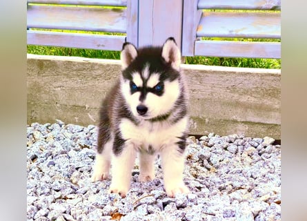 Schwarz-weißer Siberian Husky, blauäugiger Welpe mit FCI-Stammbaum