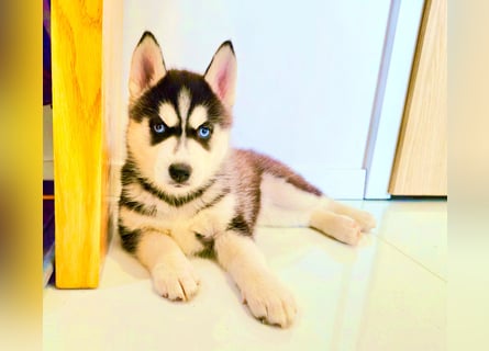 Schwarz-weißer Siberian Husky, blauäugiger Welpe mit FCI-Stammbaum