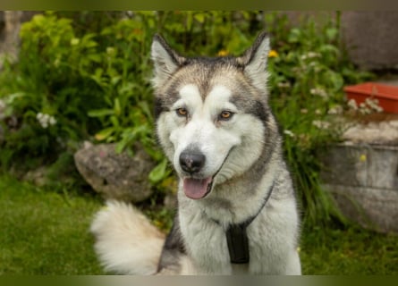 Wapaj - liebevoller, geduldiger Familienhund - Tierhilfe Franken e.V.